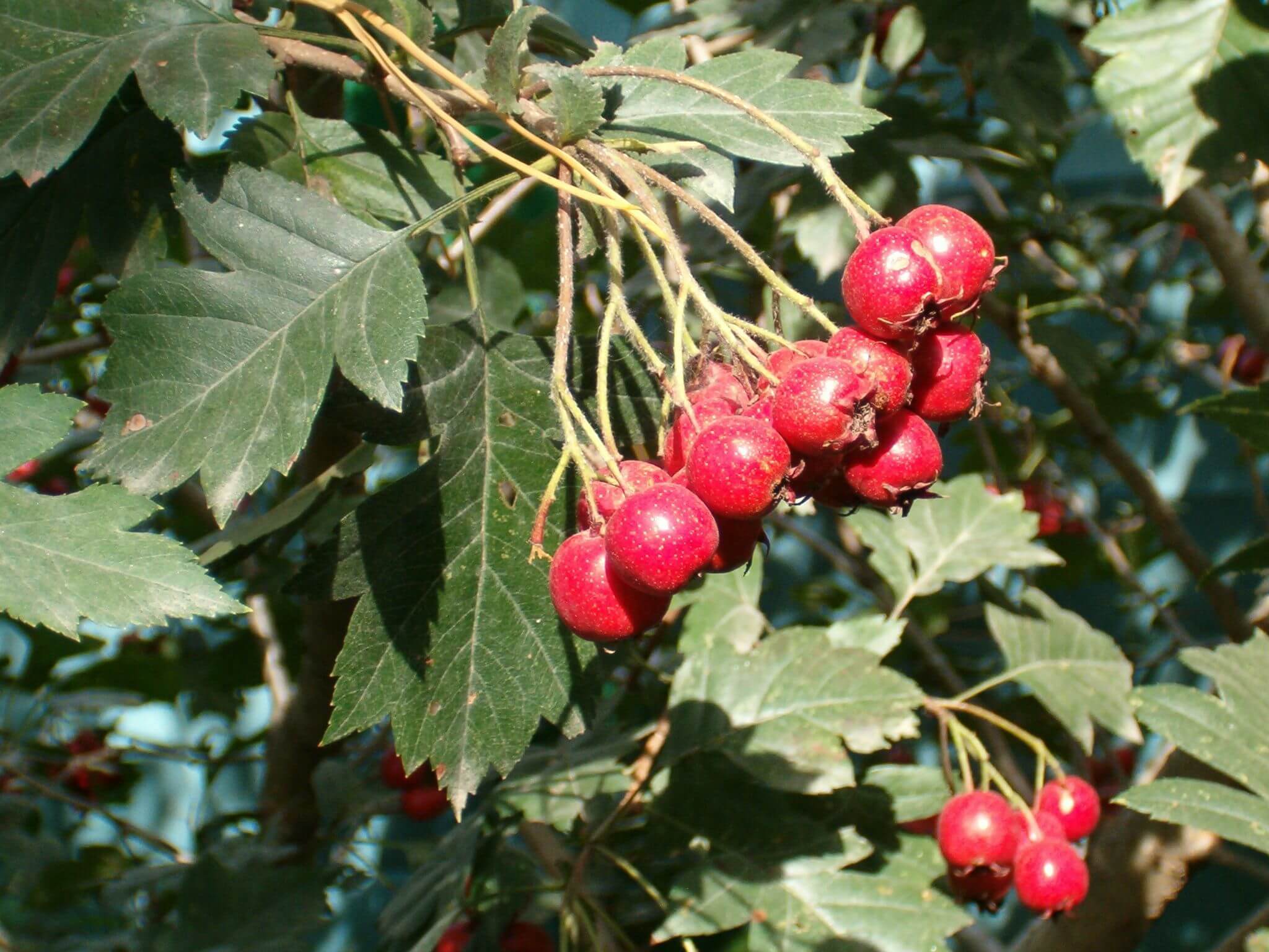 Боярышник перистонадрезанный Crataegus pinnatifida Bunge