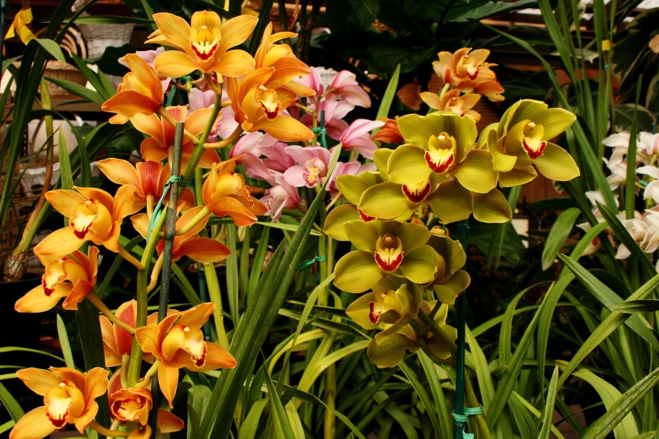 виды орхидей фото и названия по листьям
