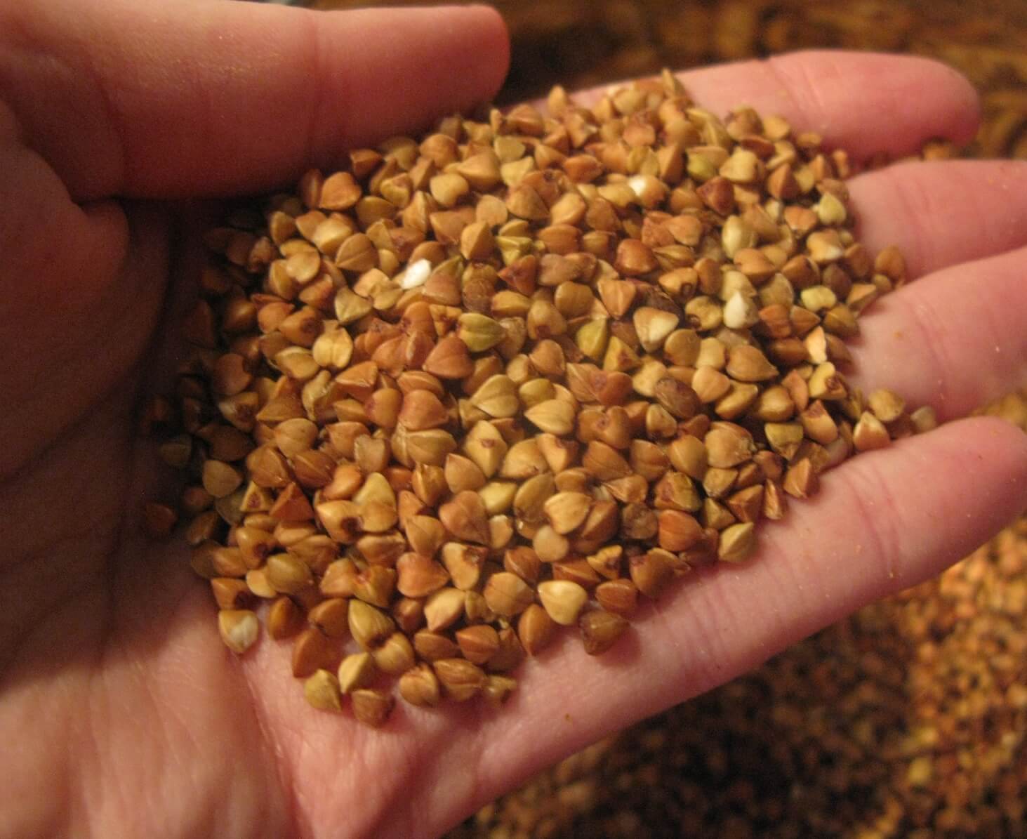 татарская гречиха фото семян