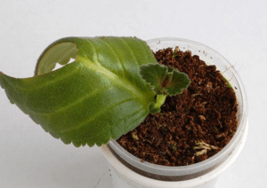 Чаще всего глоксинию размножают листовыми черенками