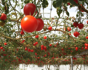 В теплице можно выращивать помидоры