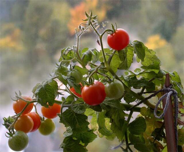 Низкорослые сорта помидоров: секреты успешного выращивания