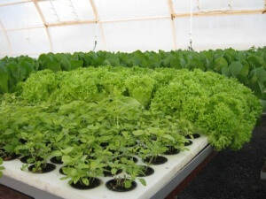 Выращивание зелени в теплице выгодно тем, что ее можно садить плотно и в больших количествах