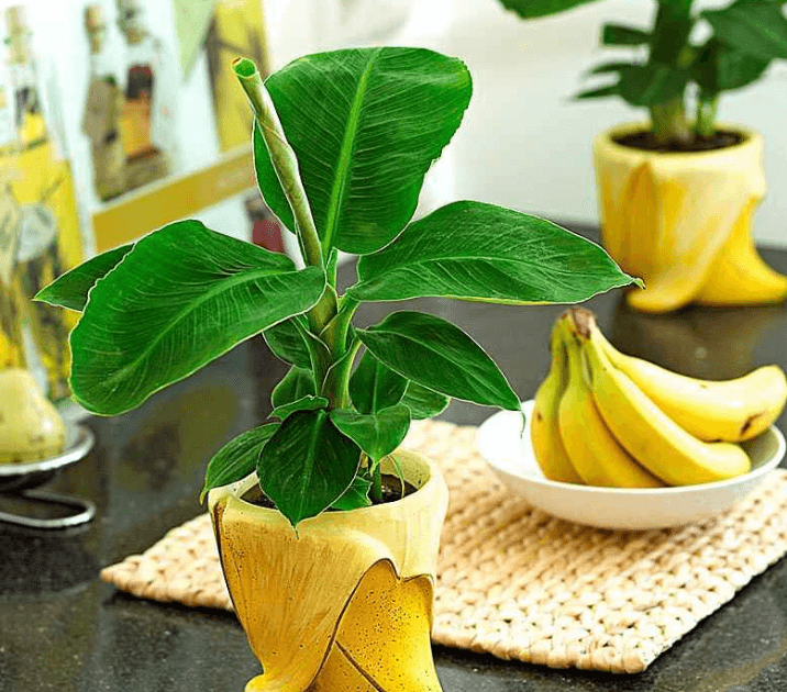 Как посадить банан дома и в саду?
