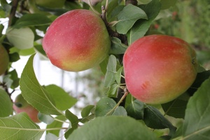 Плодоносить яблоня сорта Чудное начинает спустя три года