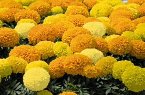 Желтые шарики махровых бархатцев