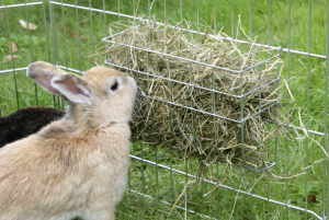 Кроликам удобно брать корм из сетчатого короба