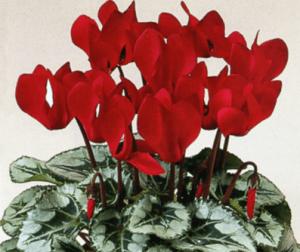 Эффектно смотрятся красные цветки на фоне листьев с зимней проседью
