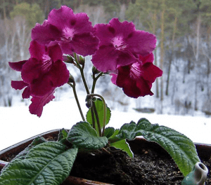 Бругмансия бордовая на окне цветет зимой