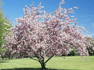 Дерево в цвету - украшение участка