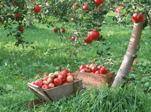 Плодоносящий яблоневый сад