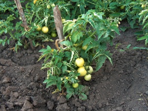 Необычный сорт зеленый помидоров, который поможет избежать грабителей