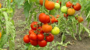 Некоторые сорта помидоров созревают очень быстро и уже через некоторое время выглядят вот так
