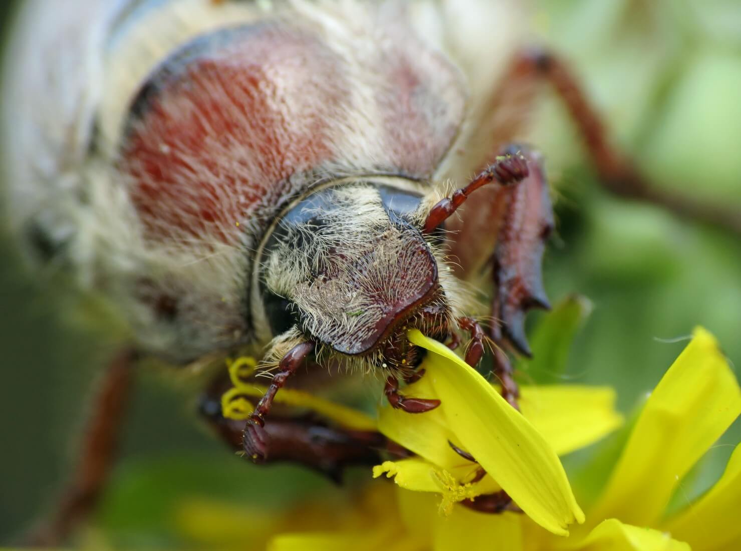 Чем питаются майские жуки в домашних условиях фото