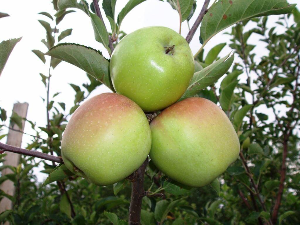 Сорт яблок Семеренко — и вкусно, и полезно