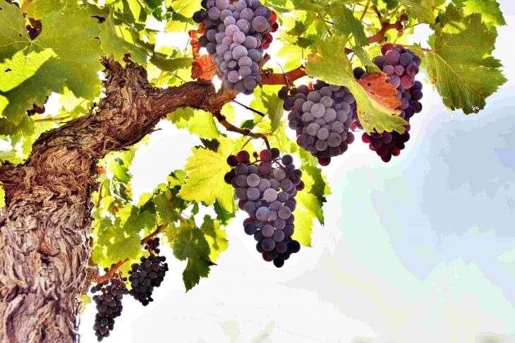 Плодоносящий виноград