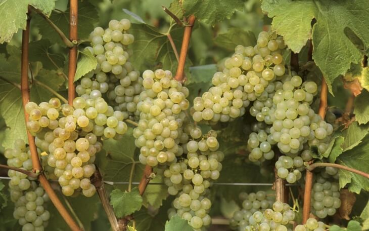 Азот может нанести большой вред винограду