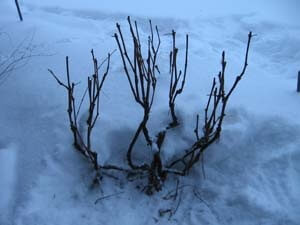 зимой-виноград-должен-быть-хорошо-покрыть-снегом