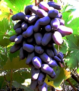 Некоторые сорта винограда устойчивы к различным вредителям
