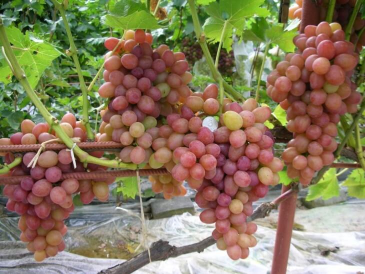 Данный виноград имеет очень большие грозди