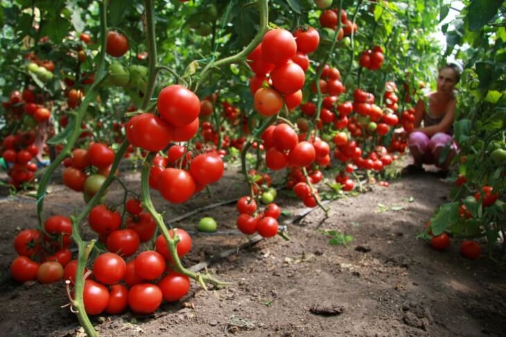 Климат очень сильно может повлиять на урожай томатов