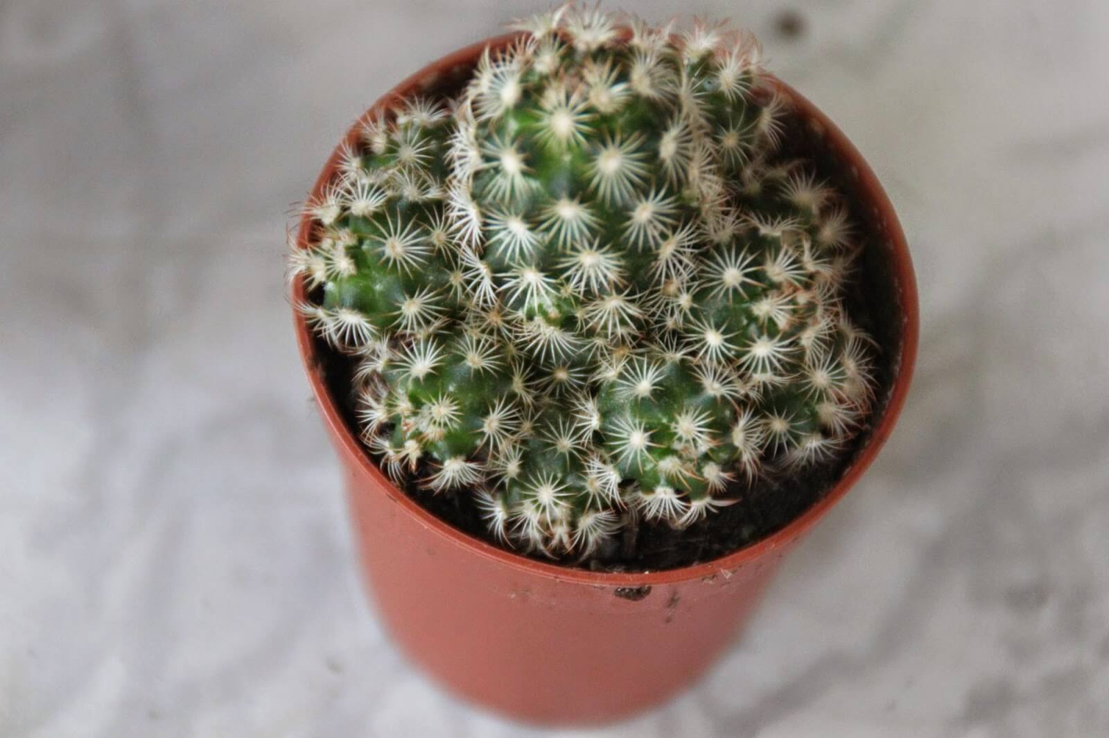 Как вырастить мини-кактусы — особенности и правила ухода
