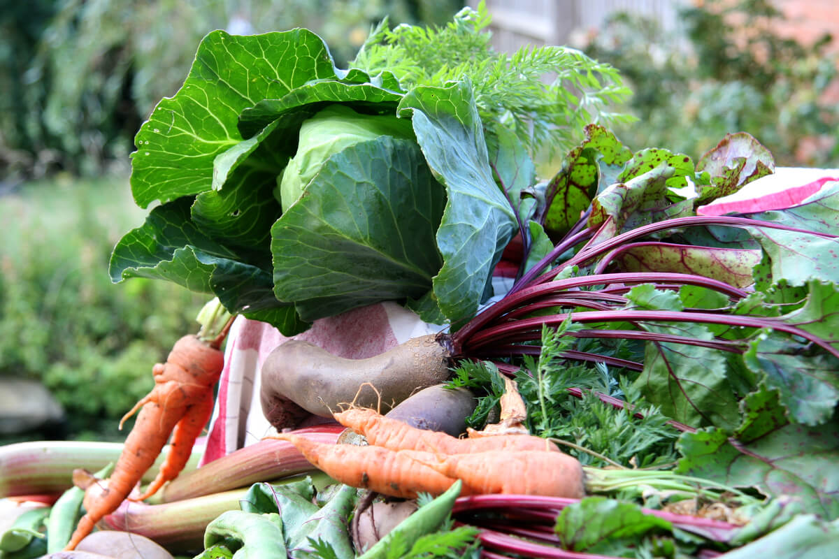 Овощ используют для приготовления. Органические овощи. Органик овощи. Овощи борщевого набора. Отходы овощей.