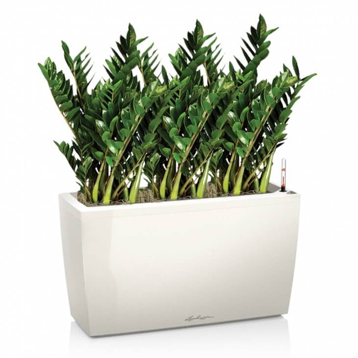 Замиокулькас - это крупное вечнозеленое растение