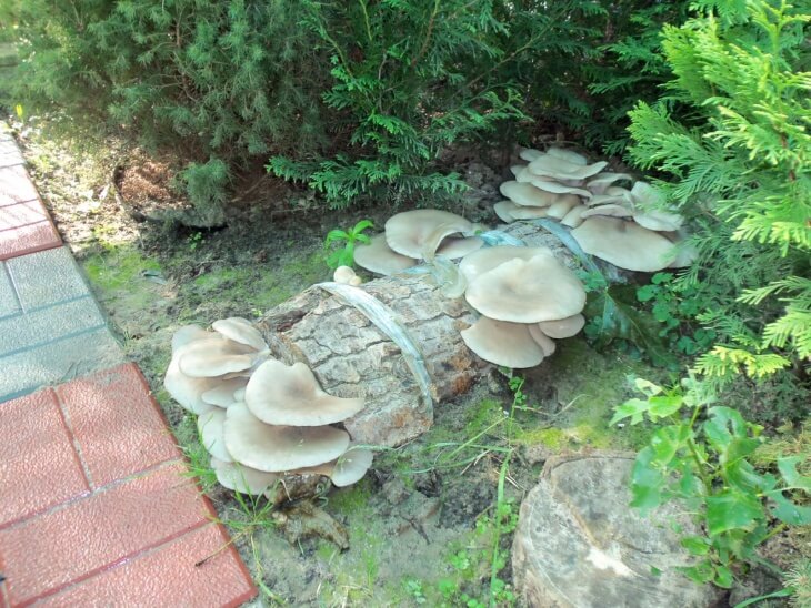 Вешенки — довольно крупные грибы