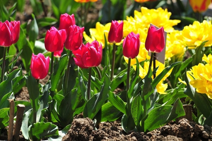 Тюльпаны - цветы, любящие рыхление и полив