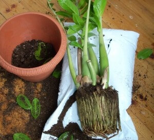 Чтобы не повредить корни, пересадка растения осуществляется методом перевалки
