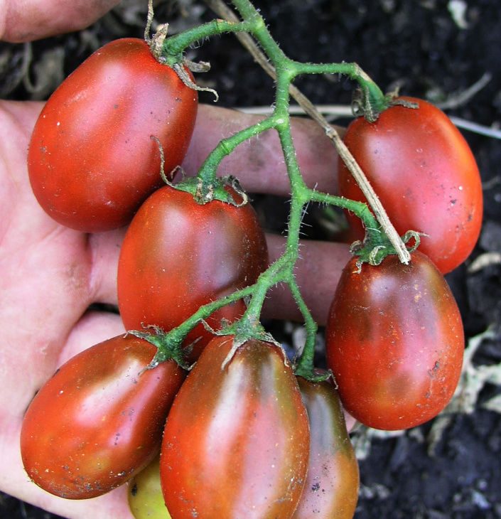 Черные помидоры, сорта, фото, особенности выращивания, отличия и основнойуход