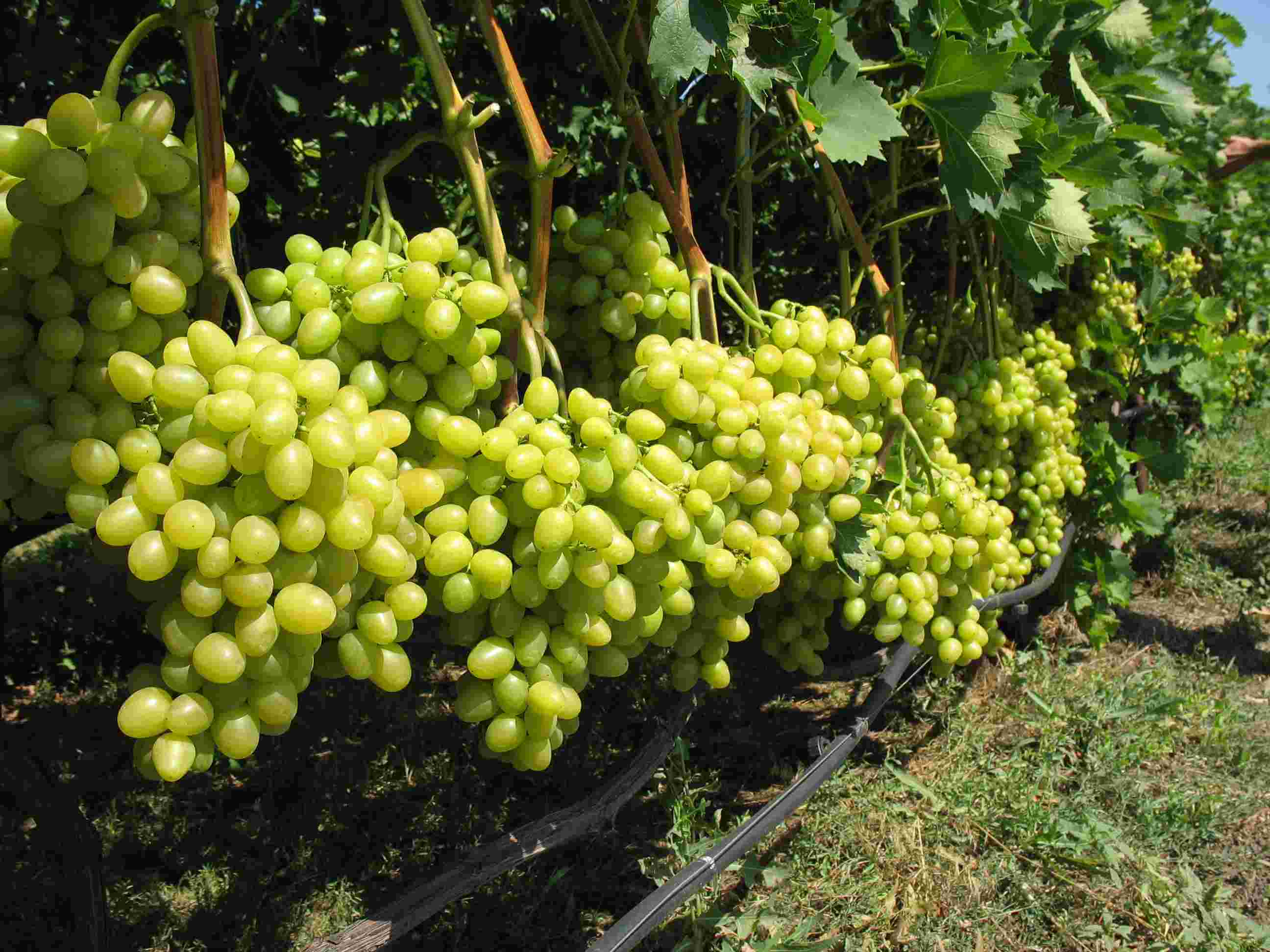 Как правильно посадить виноград весной на дачном участке?