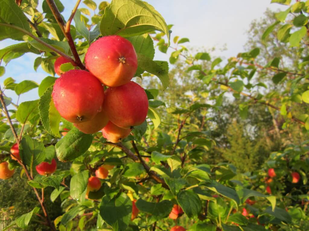 Прививка яблони на дичку — как правильно прививать культурное дерево