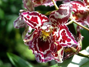 Орхидея (orchid) может быть различных цветов, но зависит это от климата
