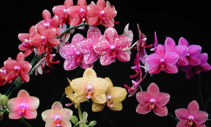 Орхидея является многолетним растением