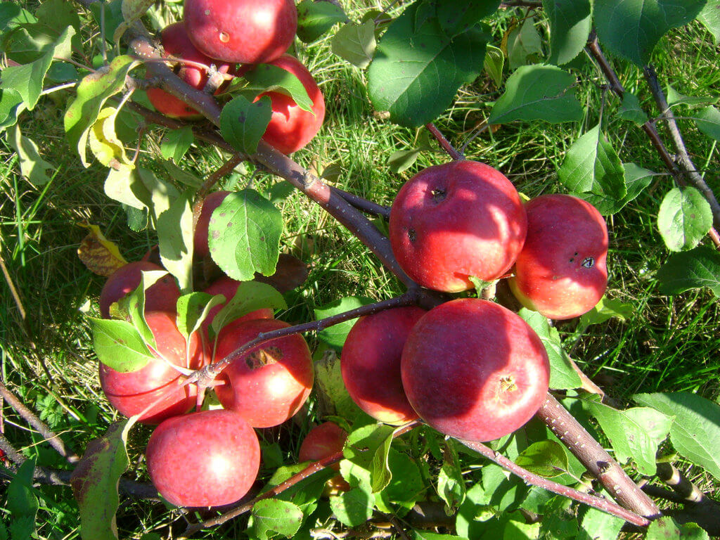 Яблоня Лобо — посадка, уход и болезни