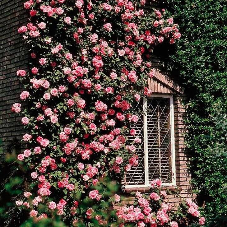 Плетистыми розами можно украшать дома и беседки