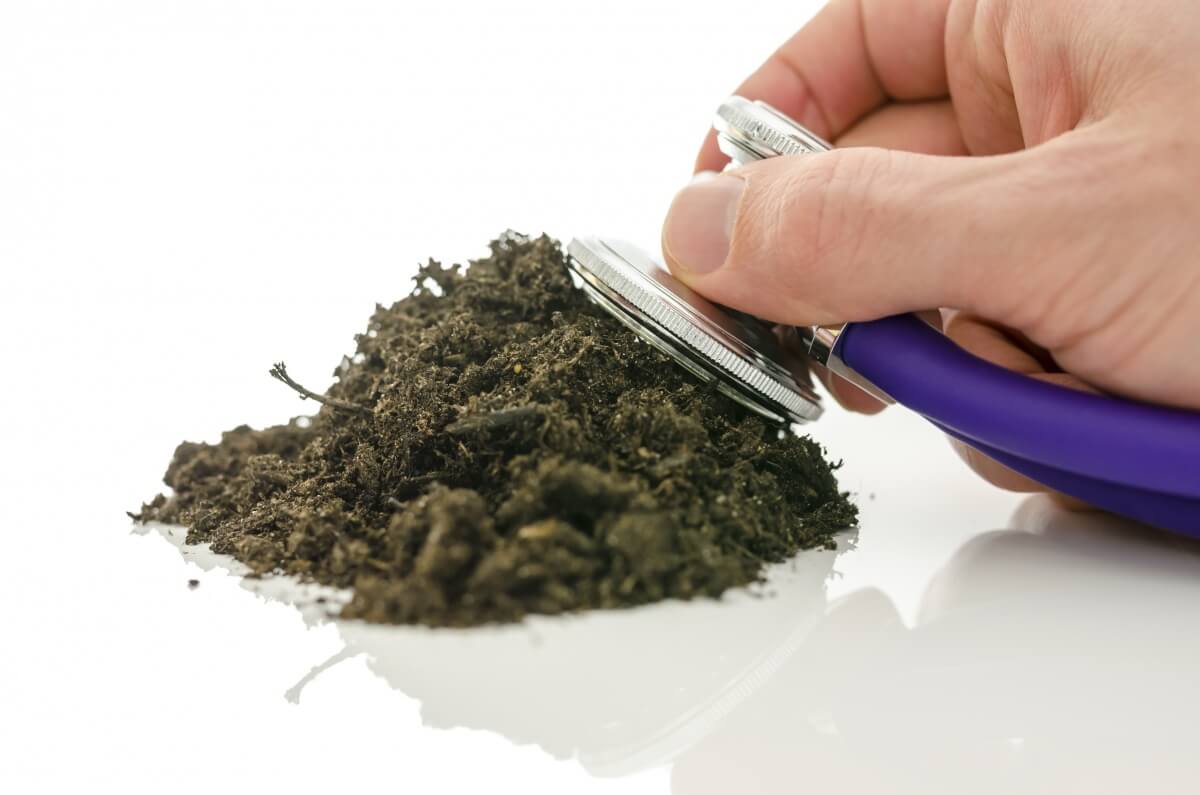 Как проверить кислотность почвы - способы ее повышения и понижения