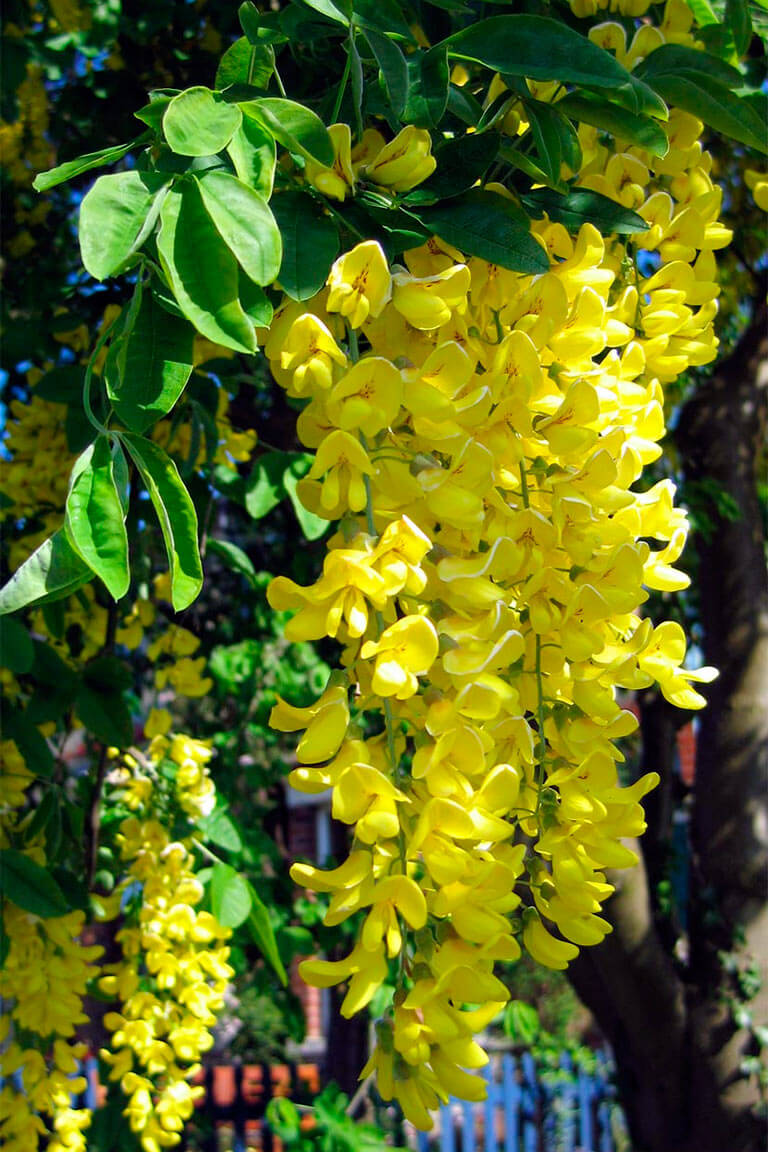 Бобовник или "Золотой дождь" - популярные виды, как вырастить и ухаживать за растением
