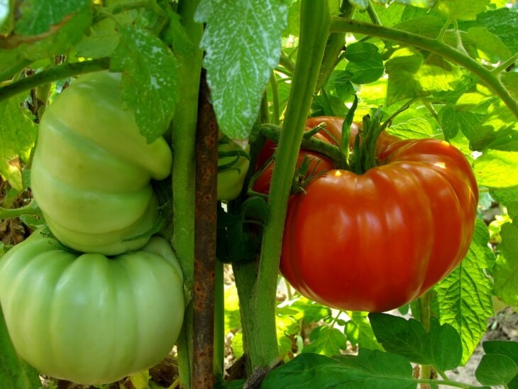 Высаживайте Хлебосольный томат в начале марта