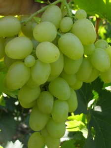 Форма винограда данного сорта - овальная