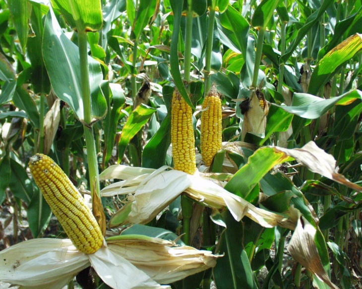 Перед посадкой кукурузы необходимо подготовить почву