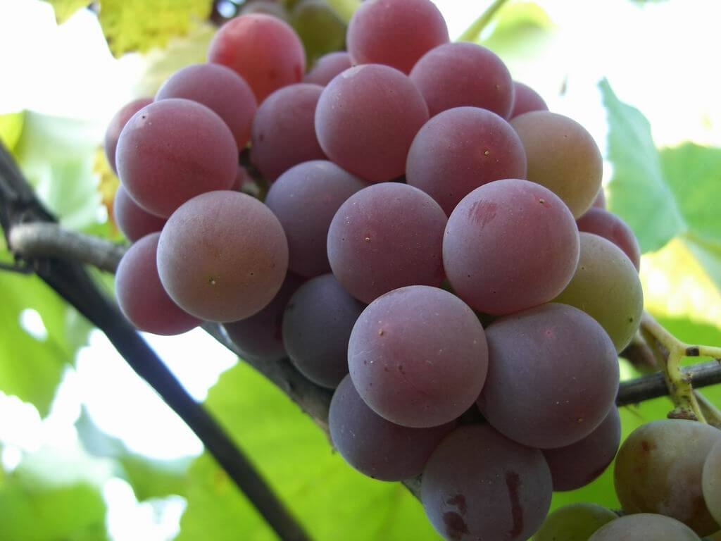 Как выбрать элитные сорта винограда для своего сада