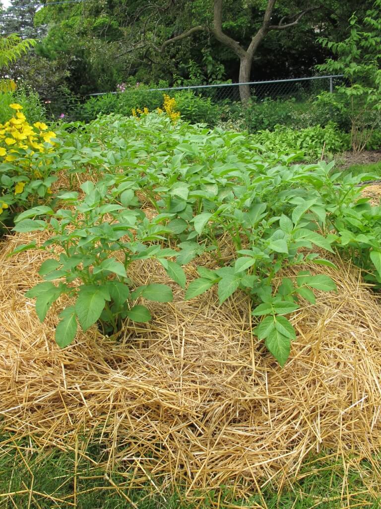Как вырастить картофель под соломой и получить хороший урожай