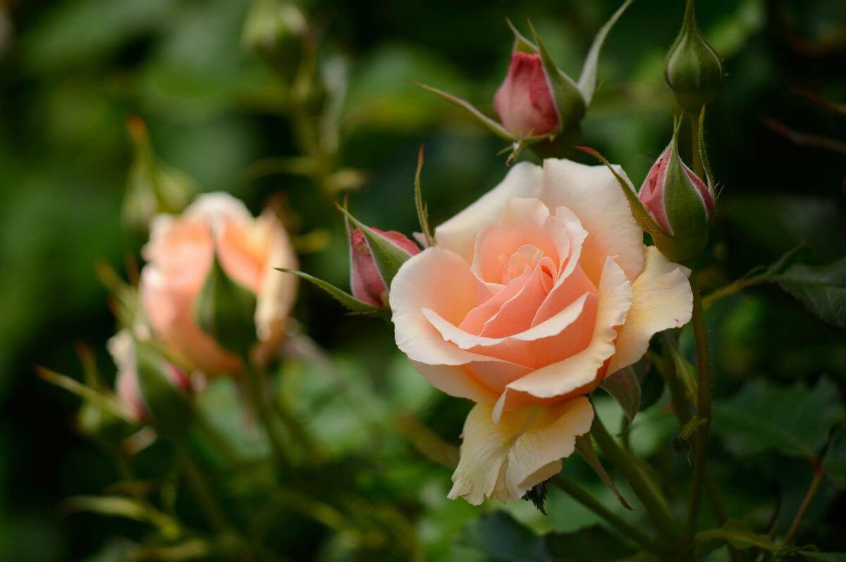 Чайно-гибридные розы – посадка, уход и особенности выращивания