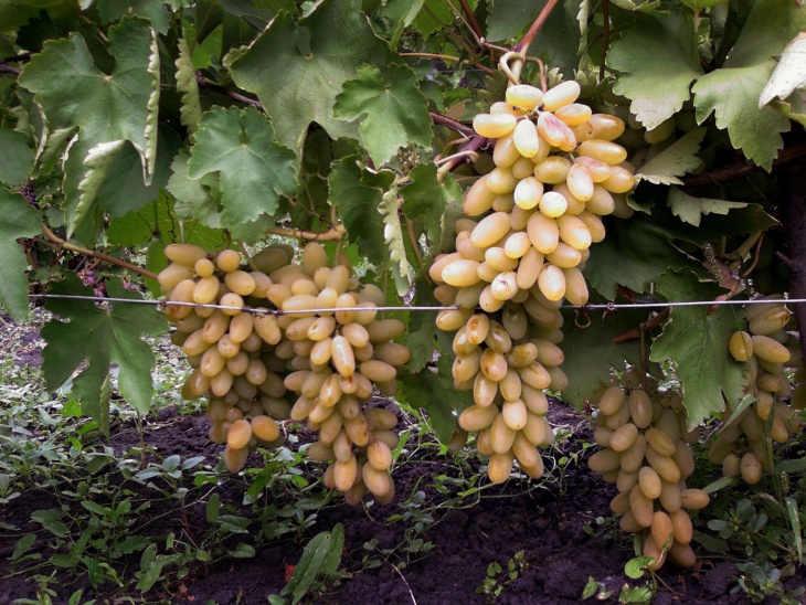 Плоды этого винограда очень сладкие (фото гроздей)
