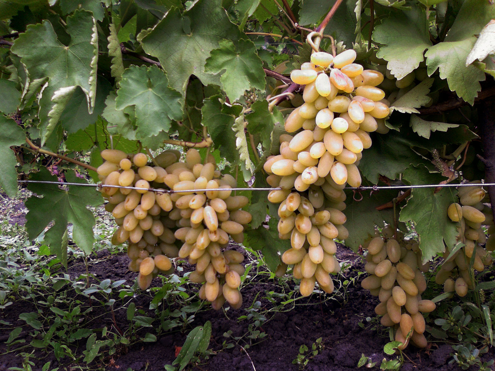 Сорт элитного винограда Макси белый, особенности, преимущества, посадка научастке