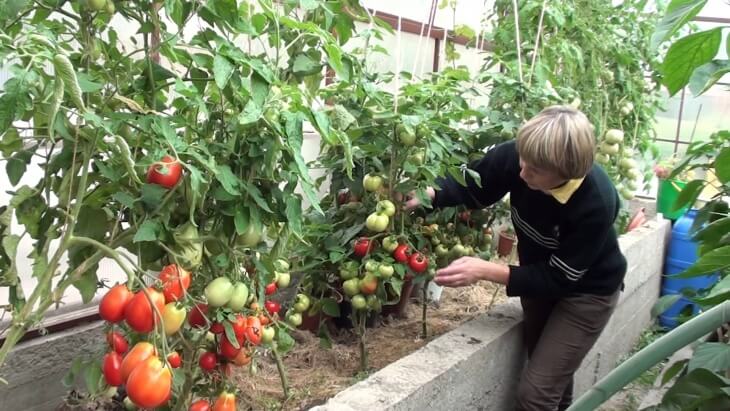 Для выращивания в теплице используют 2 сорта помидоров