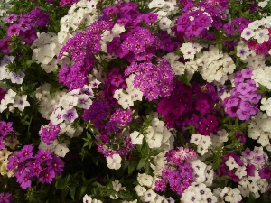 Для обильного цветения флокс Друммонда регулярно, раз в две недели, подкармливают